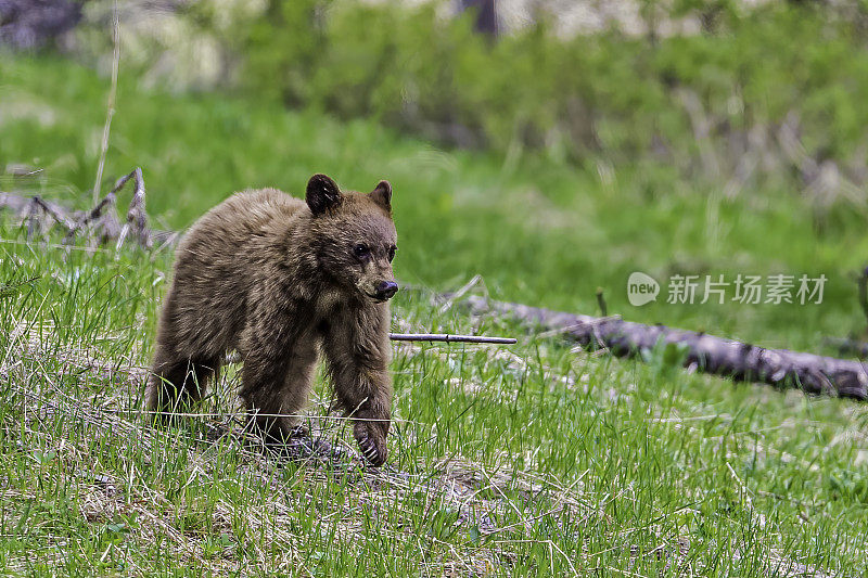 美国黑熊(Ursus americanus)是一种中等体型的熊，原产于北美，常见于黄石国家公园。年轻的幼崽。玩。肉桂色。